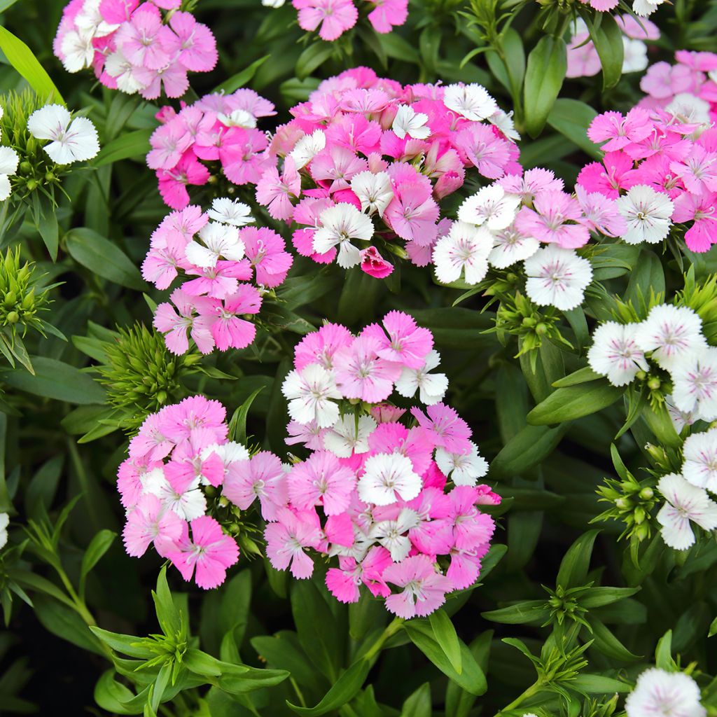 Dianthus barbatus Jolt Pink Magic - Bartnelke