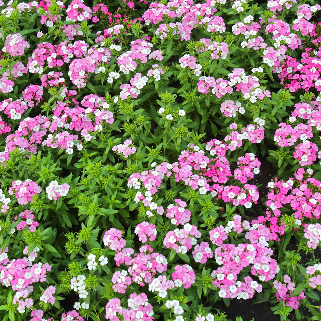 Dianthus barbatus Jolt Pink Magic - Bartnelke