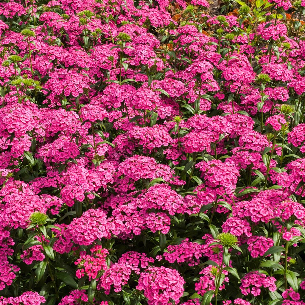 Dianthus barbatus Jolt Pink - Bartnelke