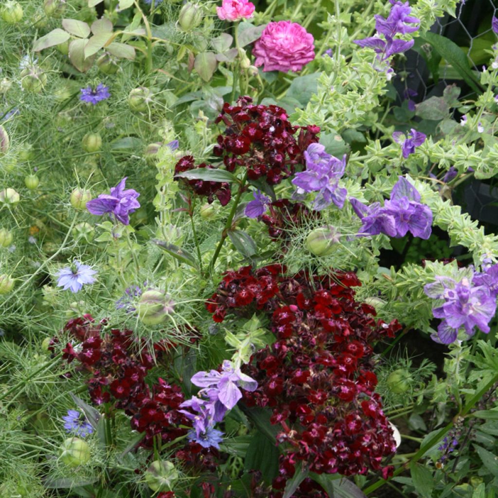 Dianthus barbatus Nigrescens Sooty - Bartnelke