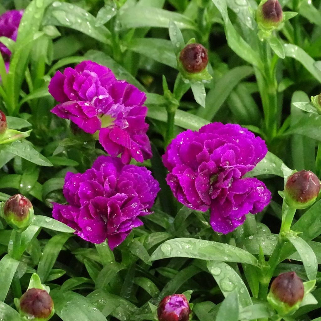 Garten-Nelke Sunflor Beetle - Dianthus