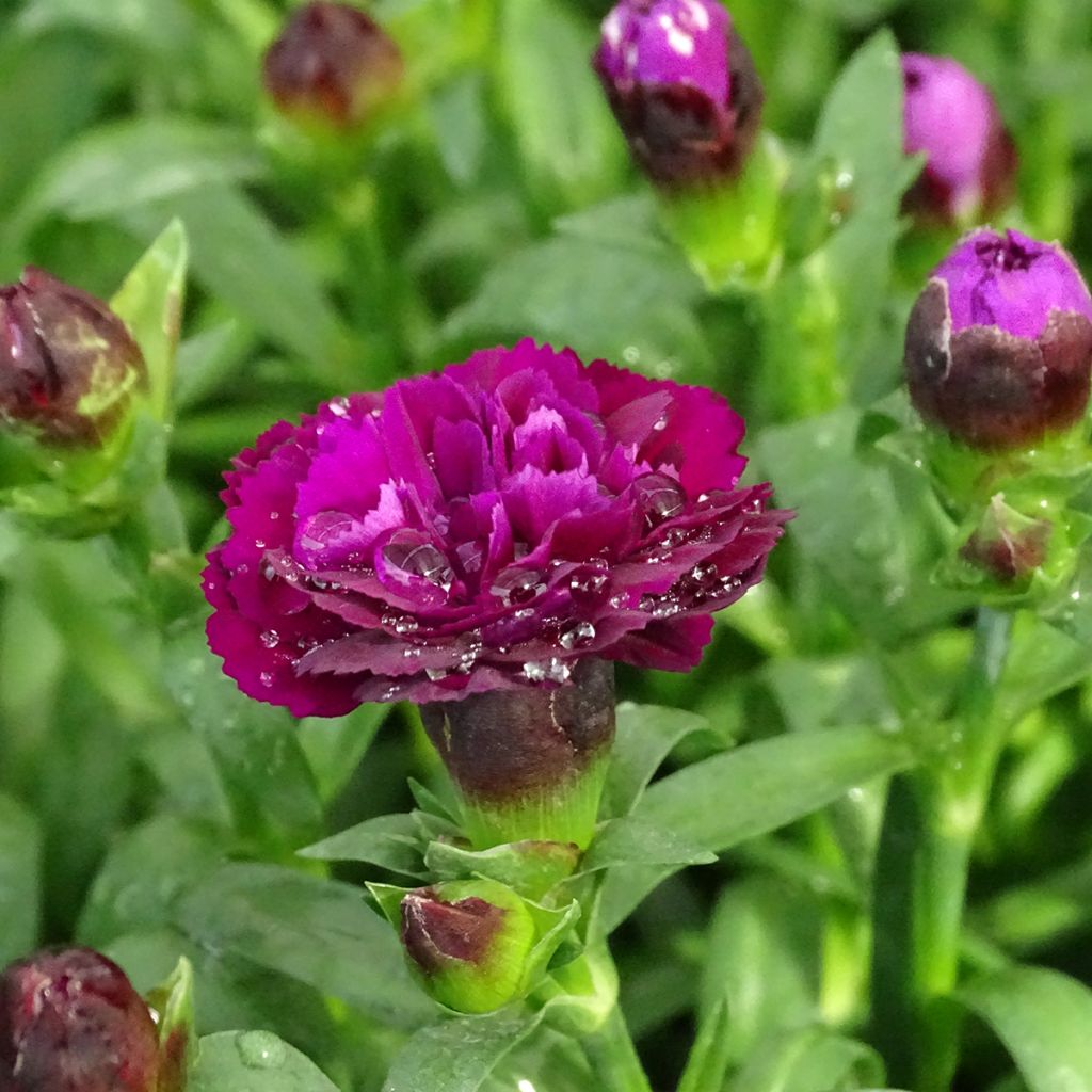 Garten-Nelke Sunflor Beetle - Dianthus