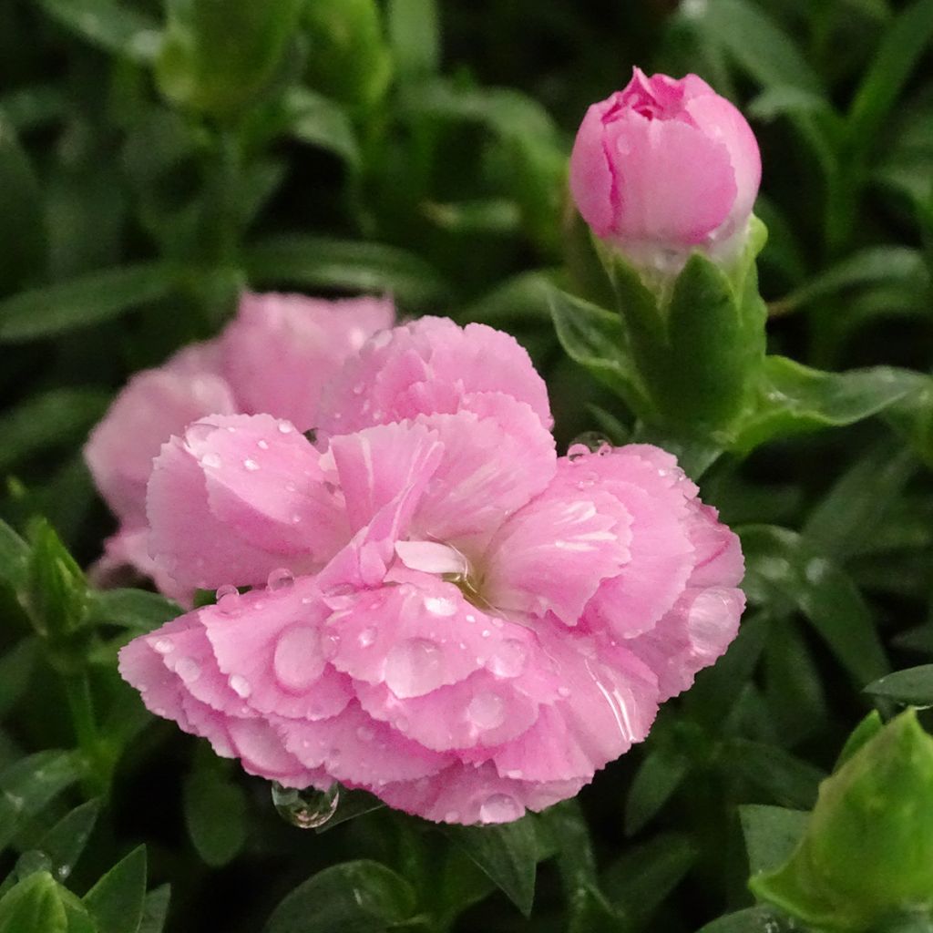 Garten-Nelke Sunflor Evert - Dianthus