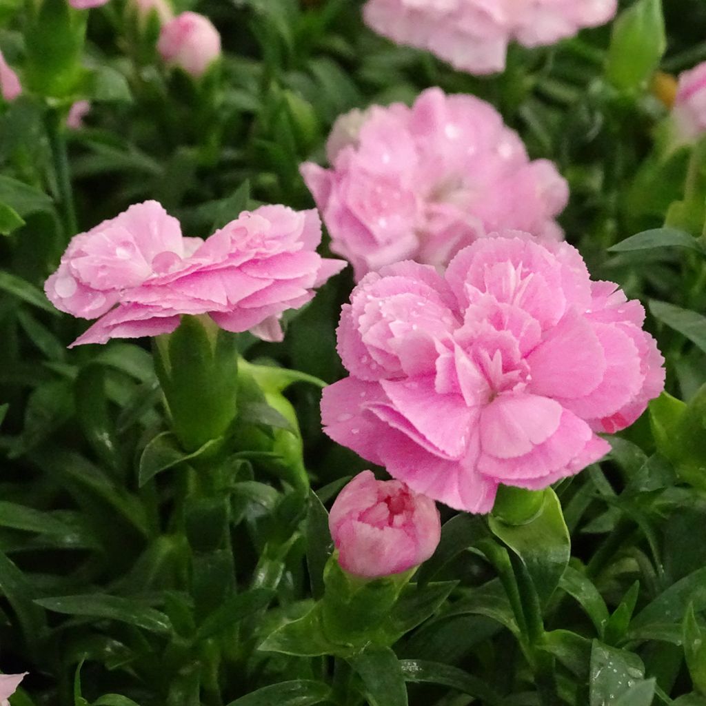 Garten-Nelke Sunflor Evert - Dianthus