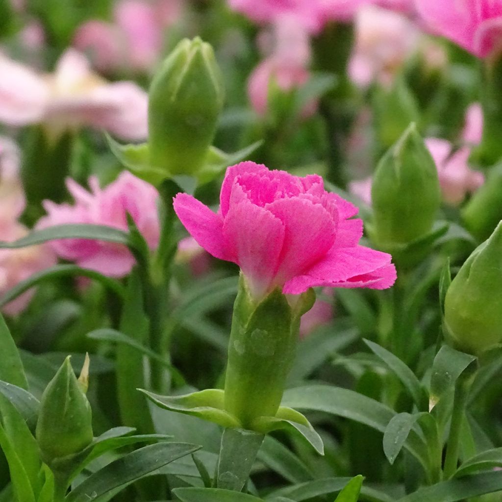 Garten-Nelke Sunflor Evert - Dianthus