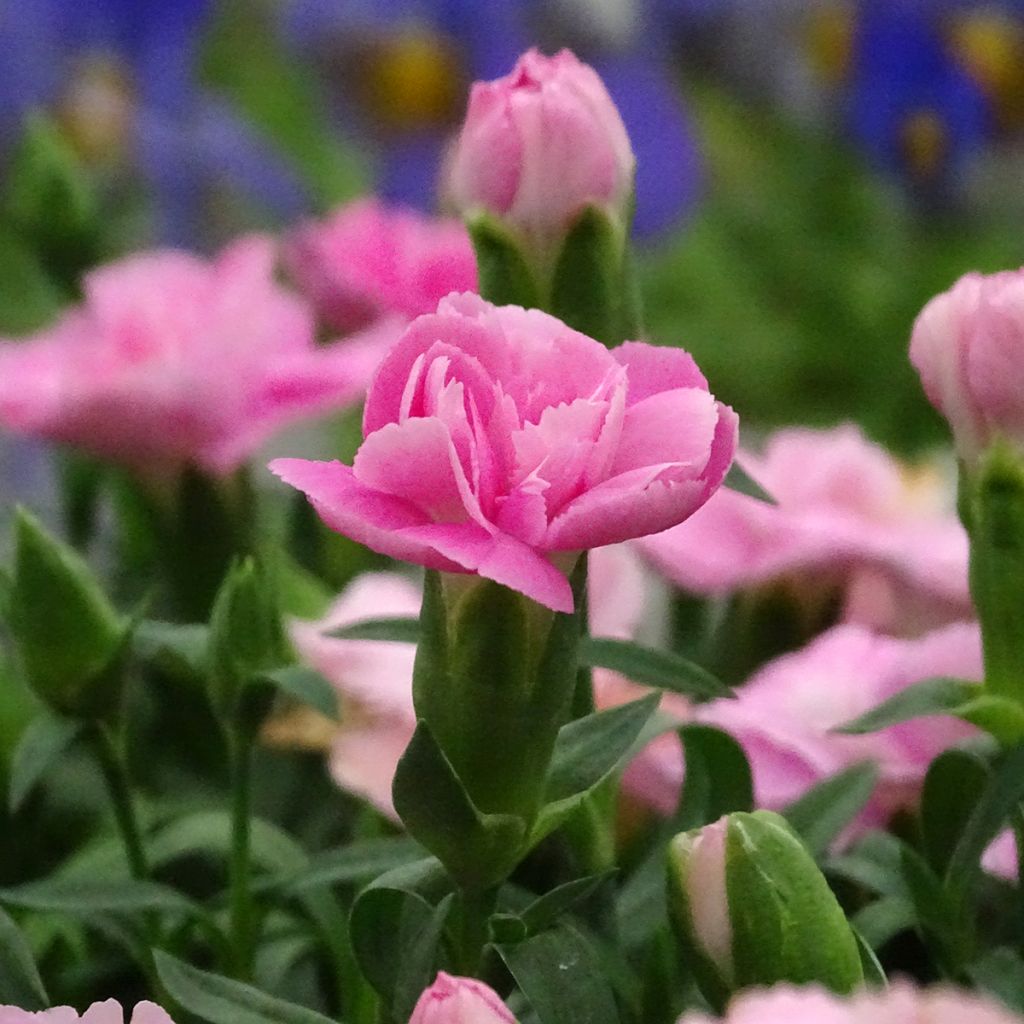 Garten-Nelke Sunflor Evert - Dianthus