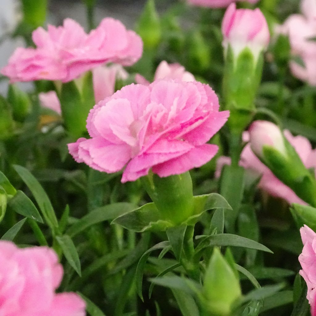 Garten-Nelke Sunflor Evert - Dianthus