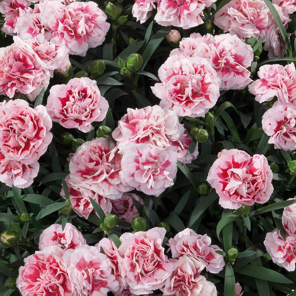 Garten-Nelke Sunflor Megan - Dianthus