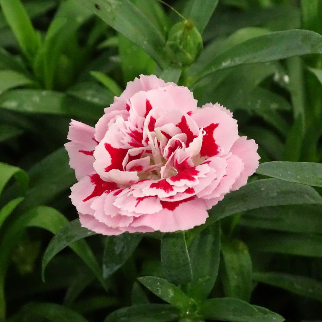 Garten-Nelke Sunflor Megan - Dianthus