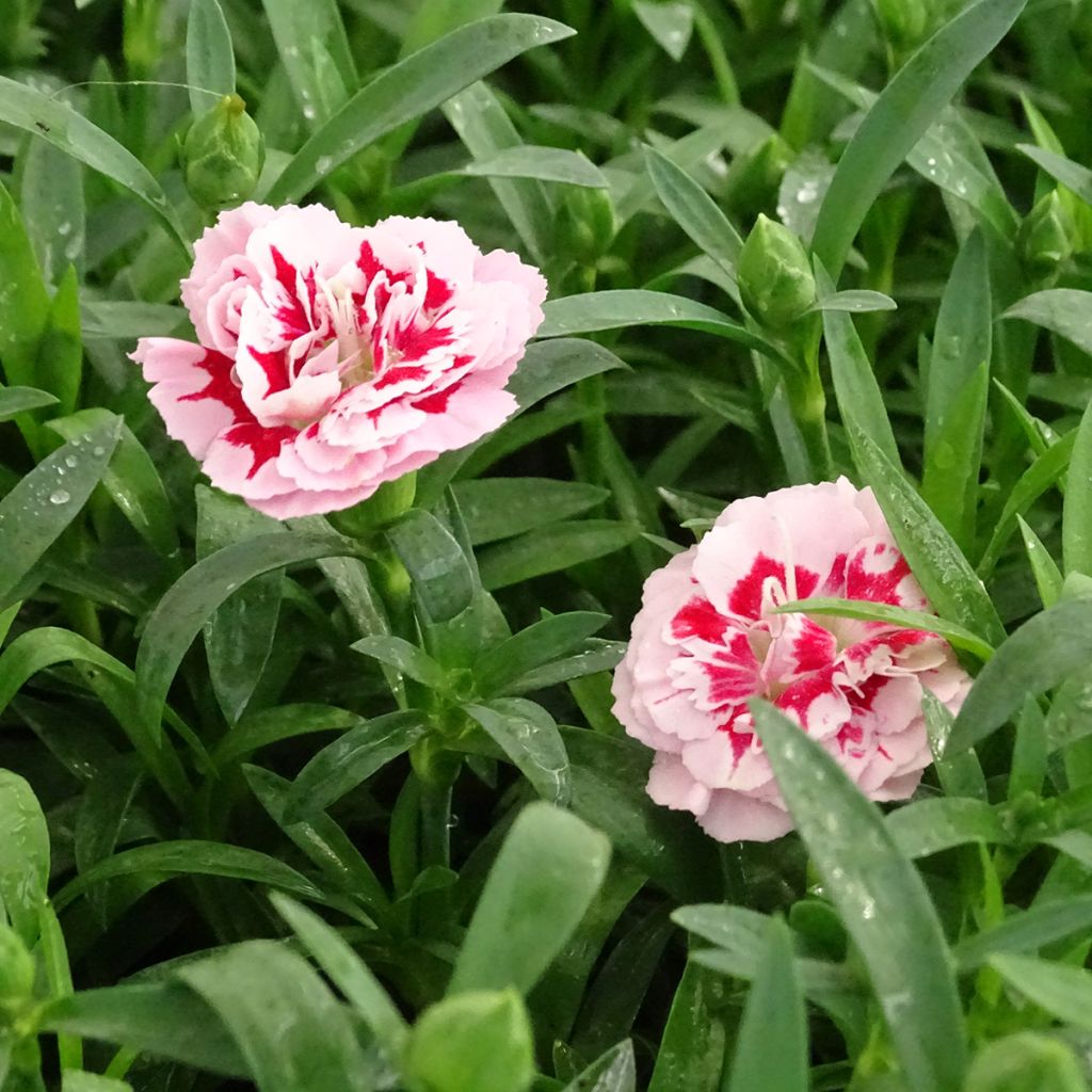 Garten-Nelke Sunflor Megan - Dianthus