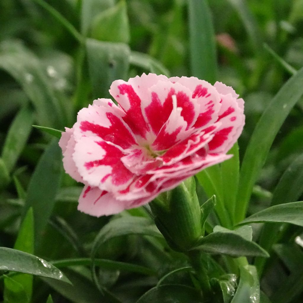 Garten-Nelke Sunflor Megan - Dianthus