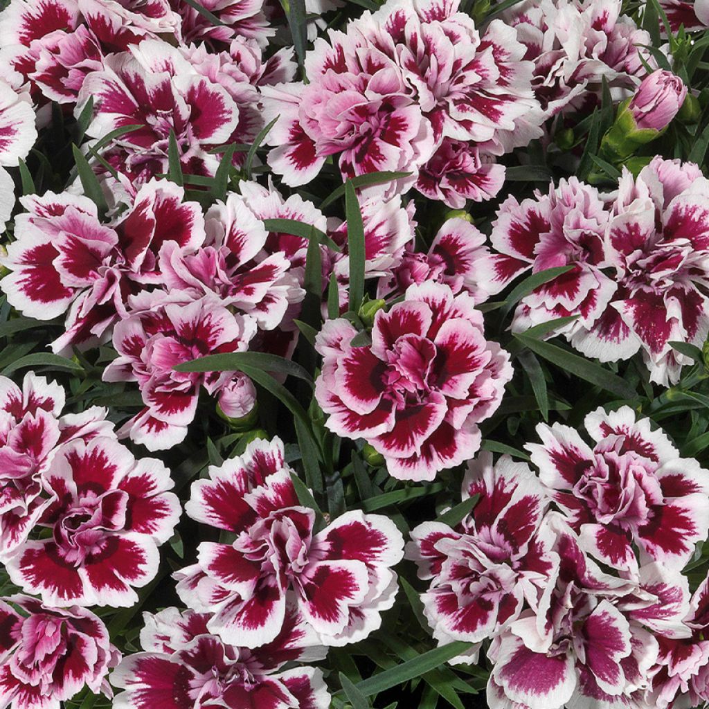 Dianthus barbatus Sunflor Red Esta - Bartnelke