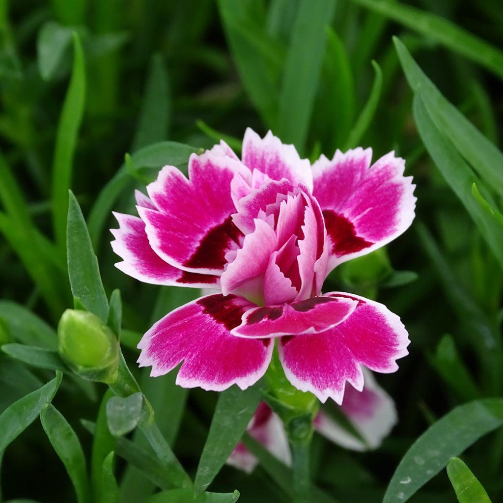 Dianthus barbatus Sunflor Red Esta - Bartnelke