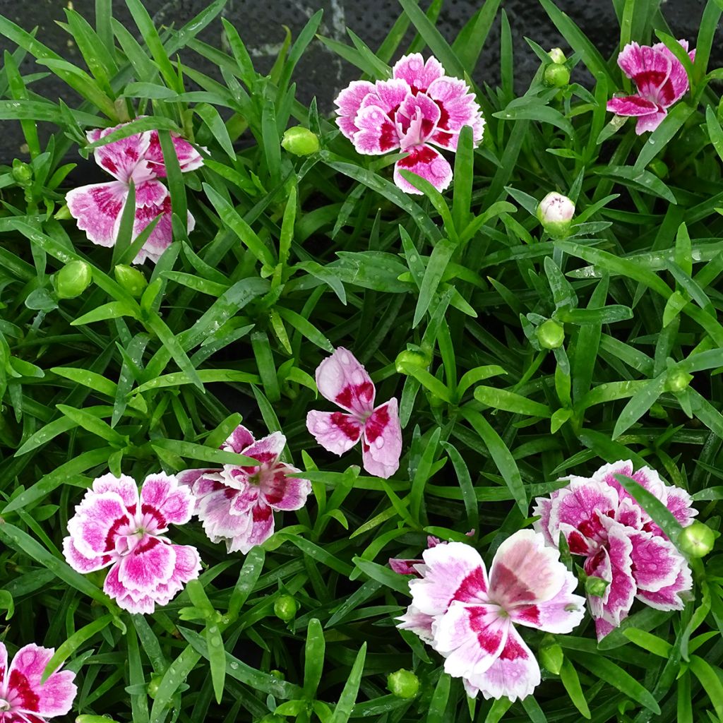 Dianthus barbatus Sunflor Red Esta - Bartnelke