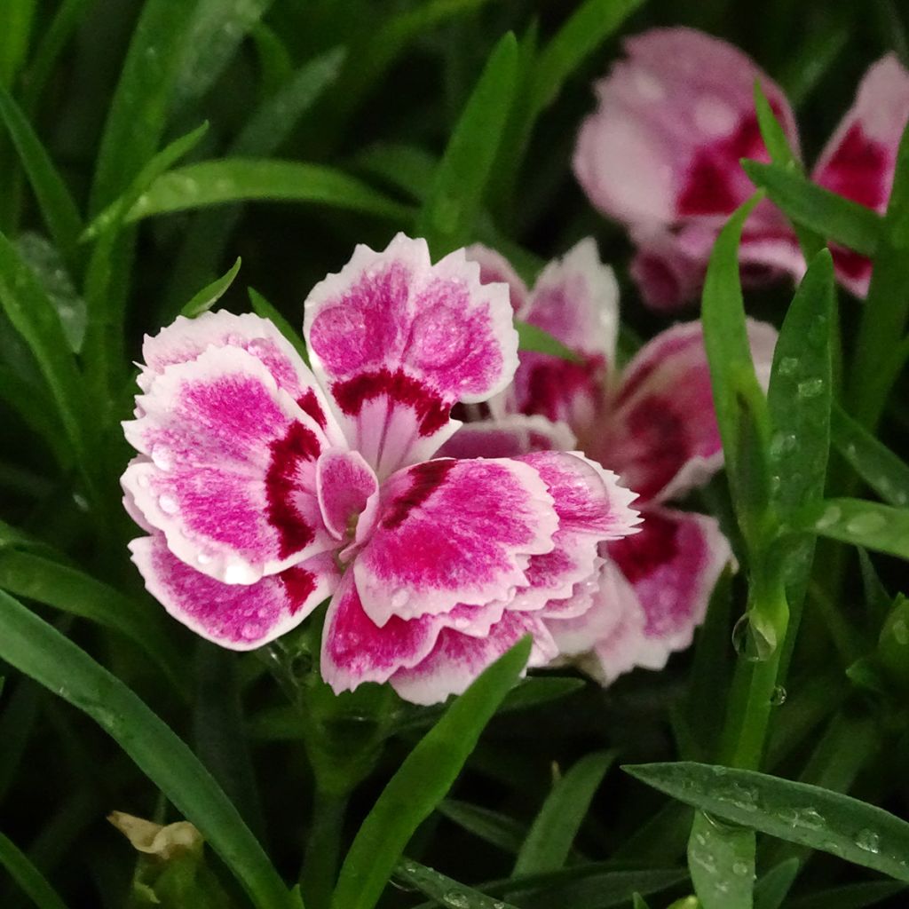 Dianthus barbatus Sunflor Red Esta - Bartnelke