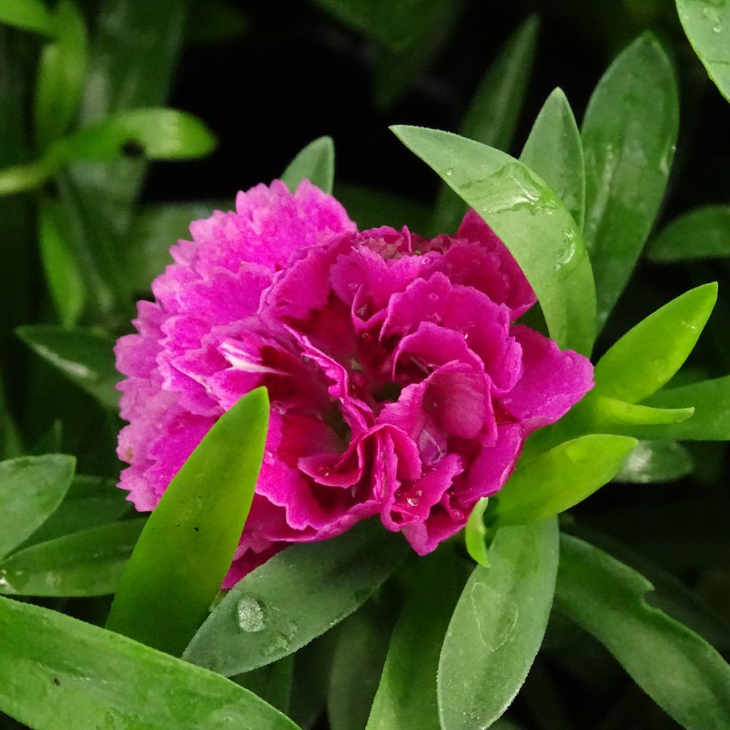 Garten-Nelke Sunflor Sinclair - Dianthus