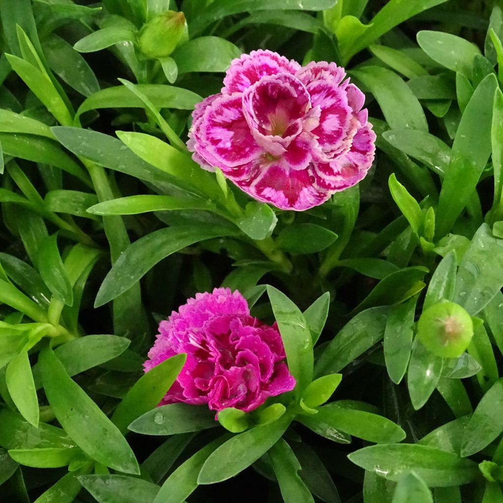 Garten-Nelke Sunflor Sinclair - Dianthus