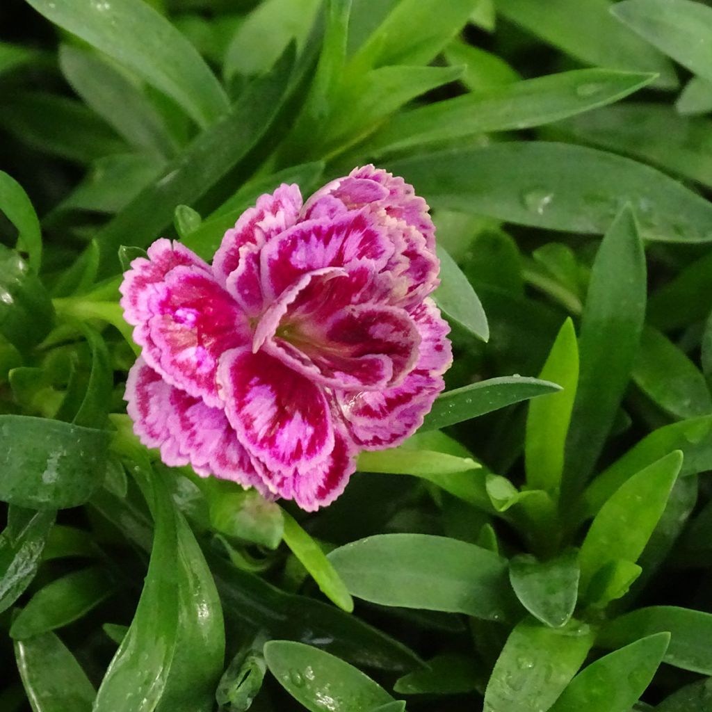 Garten-Nelke Sunflor Sinclair - Dianthus