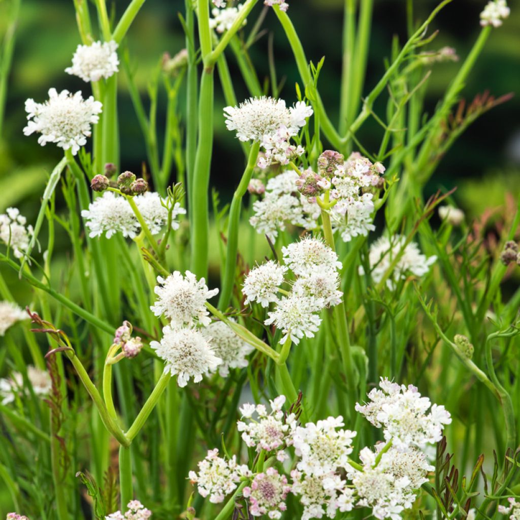 Oenanthe aquatica - Wasserfenchel