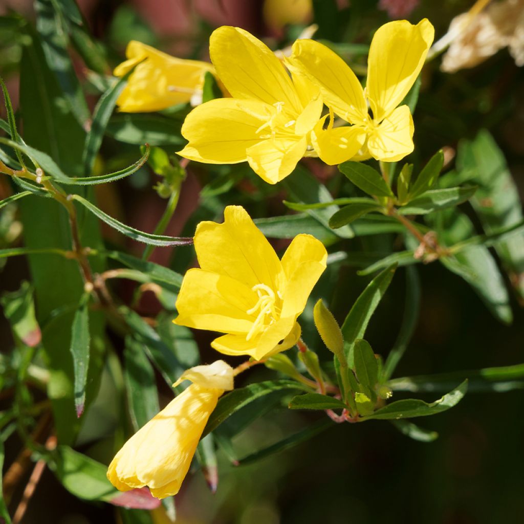 Oenothera fruticosa African Sun - Stauden-Nachtkerze