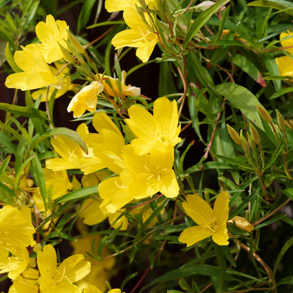 Oenothera fruticosa African Sun - Stauden-Nachtkerze