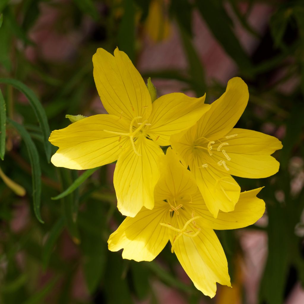 Oenothera fruticosa African Sun - Stauden-Nachtkerze