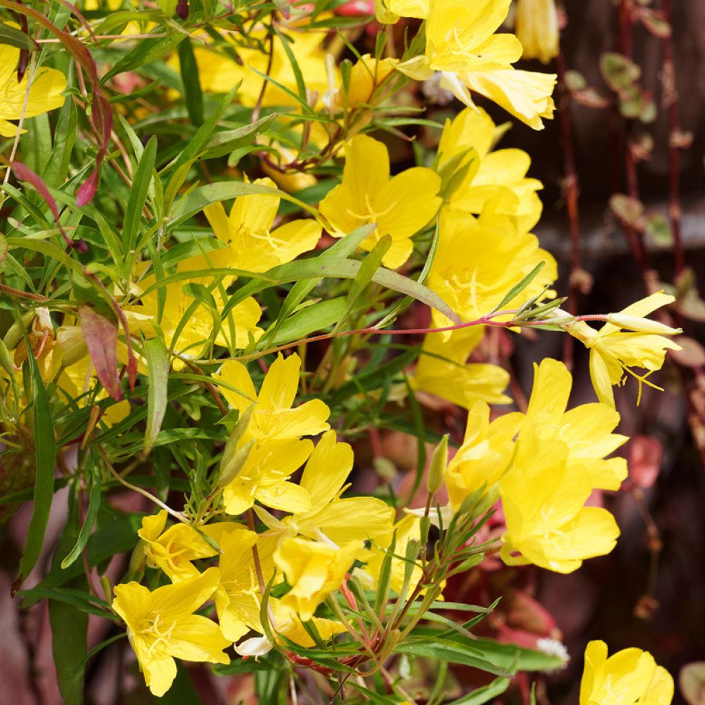 Oenothera fruticosa African Sun - Stauden-Nachtkerze