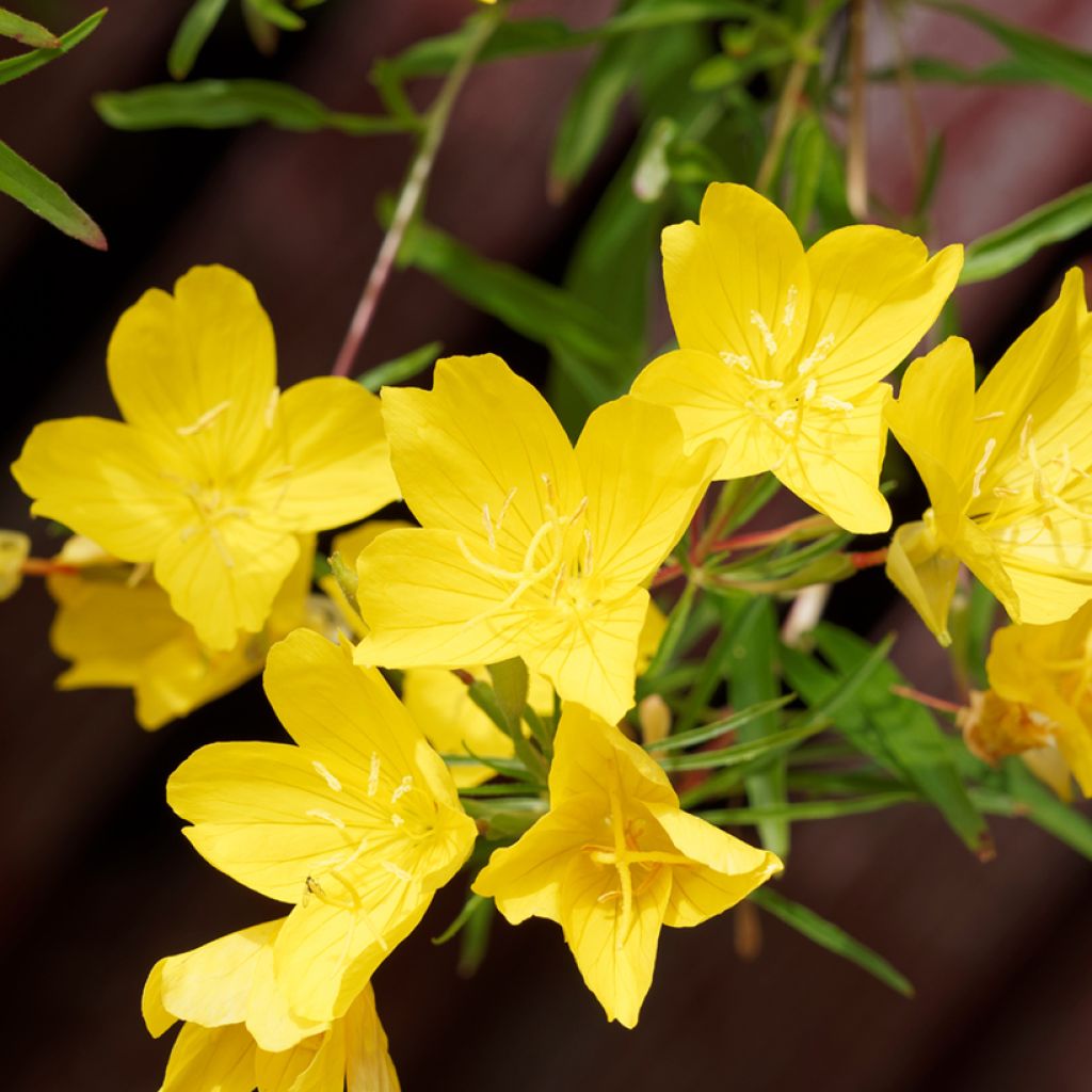 Oenothera fruticosa African Sun - Stauden-Nachtkerze