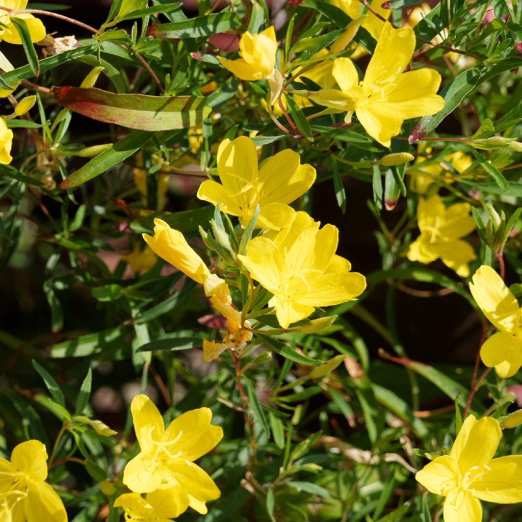 Oenothera fruticosa African Sun - Stauden-Nachtkerze