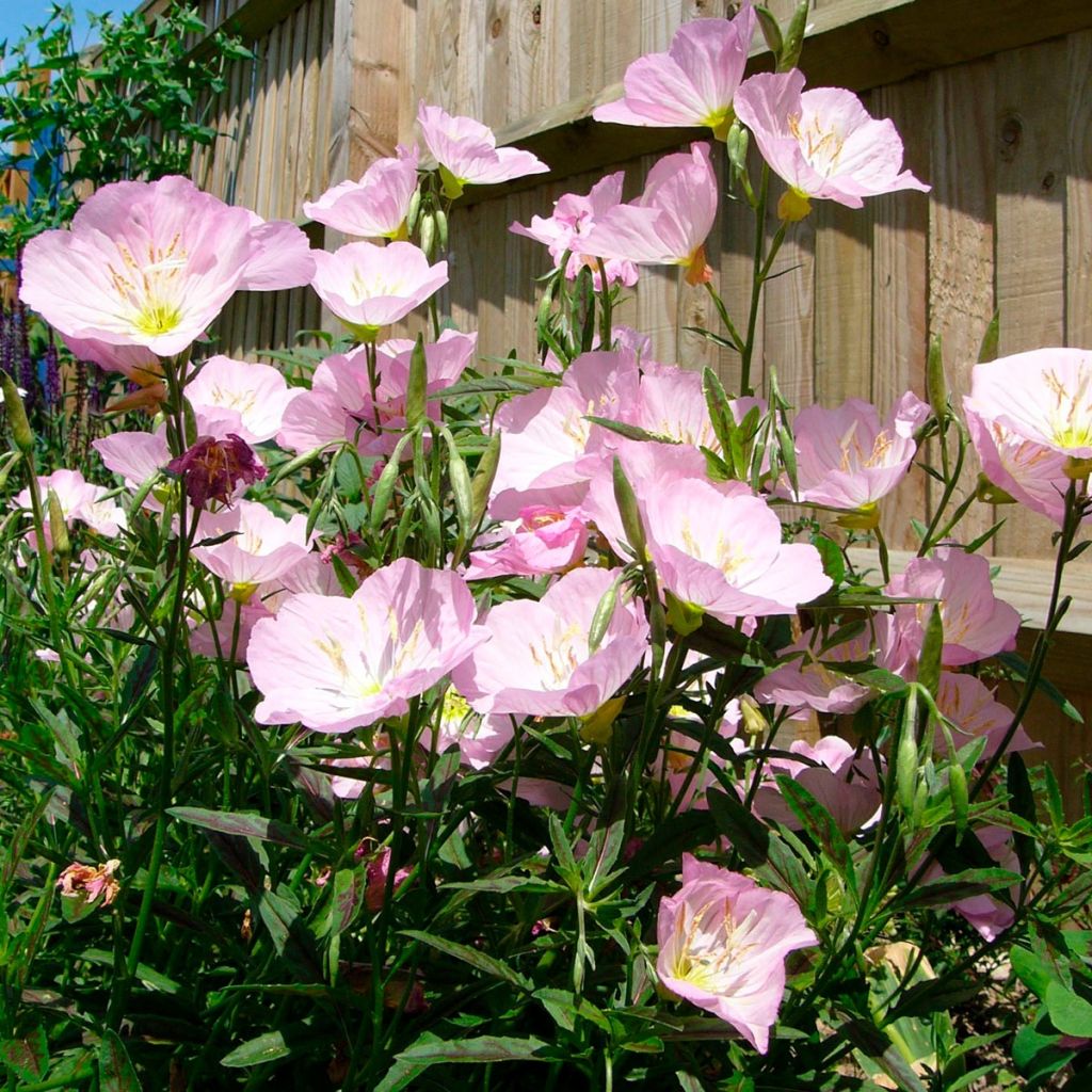 Oenothera speciosa Twilight - Weiße Nachtkerze