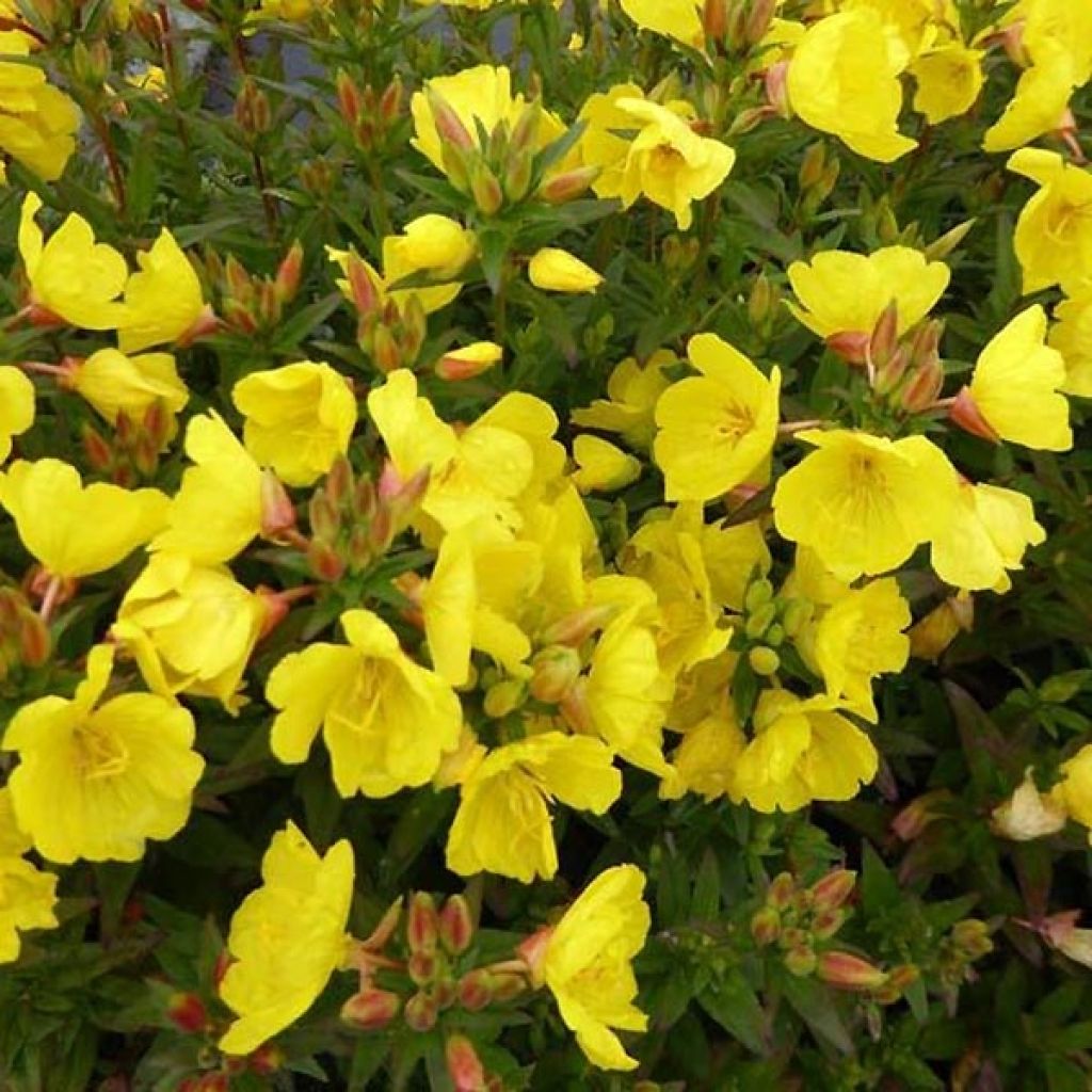 Oenothera fruticosa Michelle Ploeger - Stauden-Nachtkerze