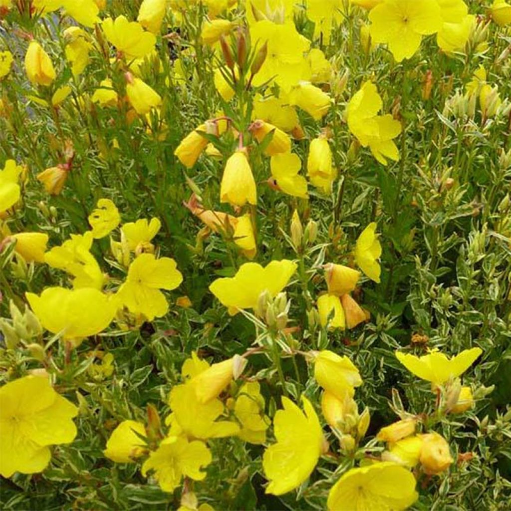 Oenothera fruticosa Silberblatt - Stauden-Nachtkerze