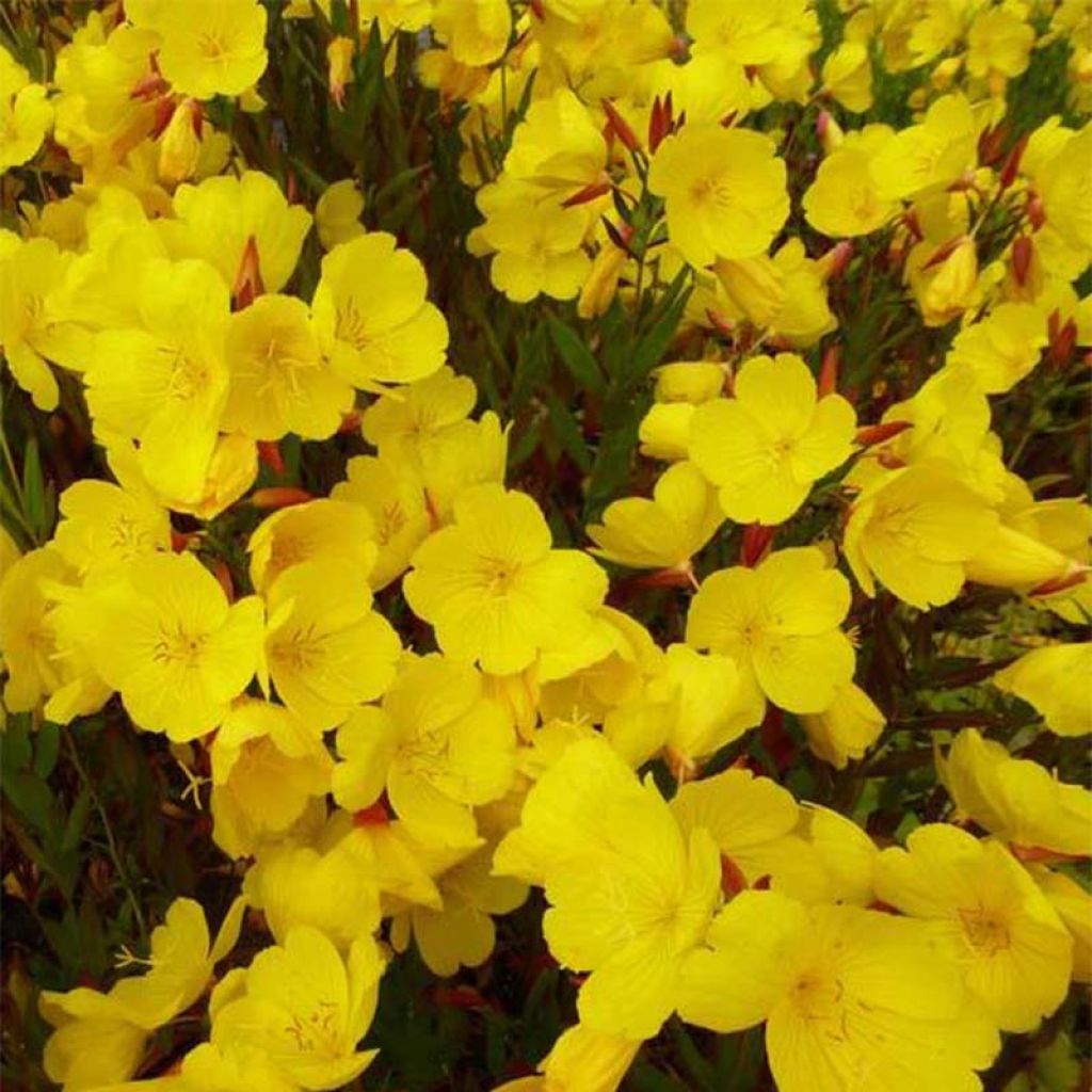 Oenothera fruticosa Sonnenwende - Stauden-Nachtkerze