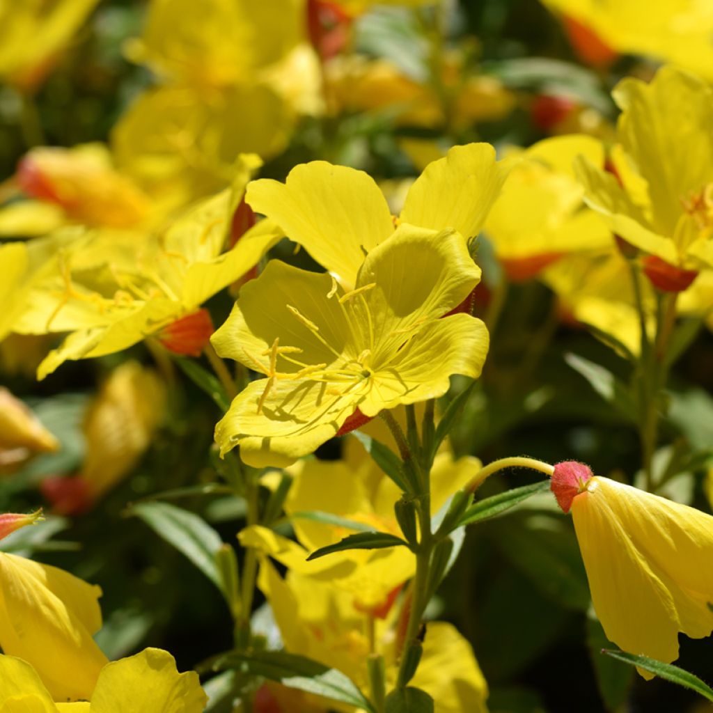 Oenothera fruticosa Sonnenwende - Onagre