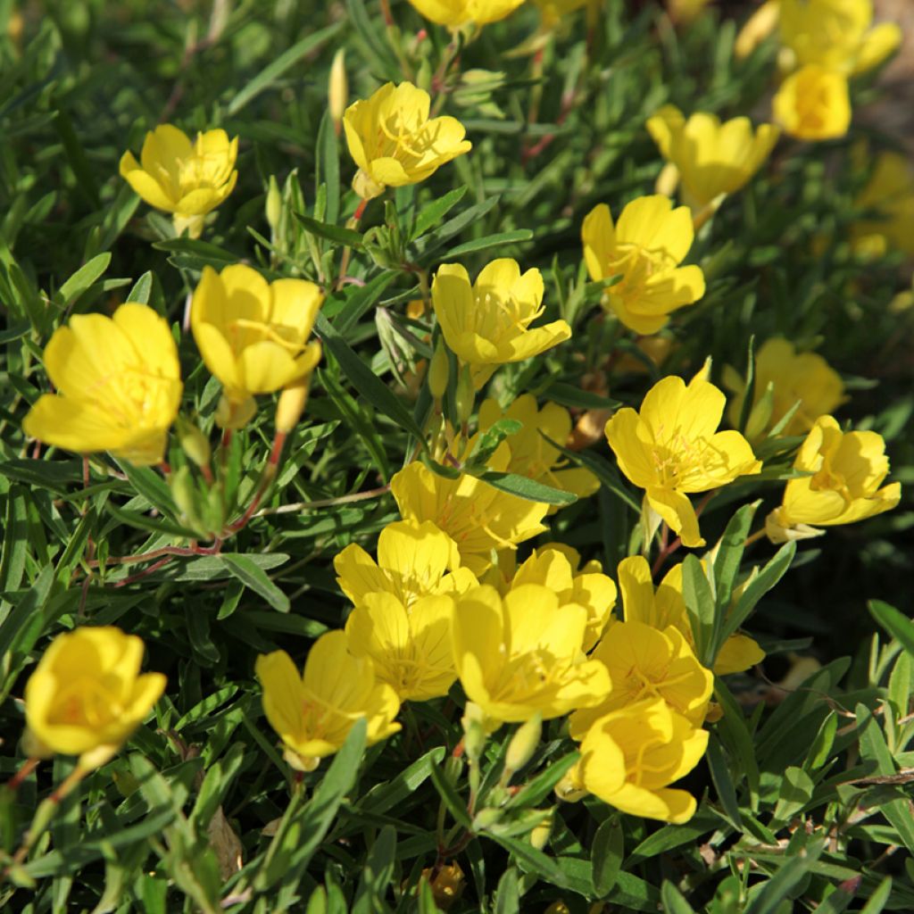 Oenothera fruticosa Sonnenwende - Stauden-Nachtkerze