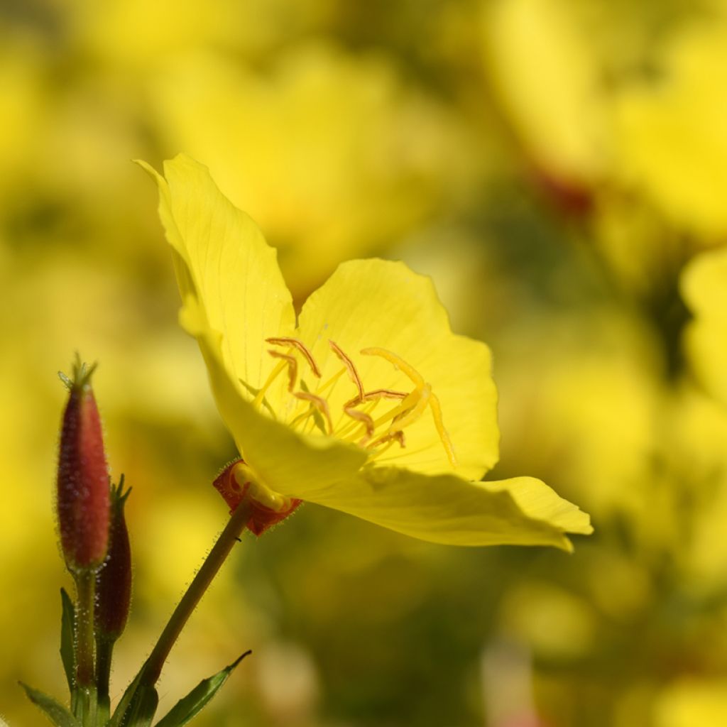 Oenothera fruticosa Sonnenwende - Stauden-Nachtkerze