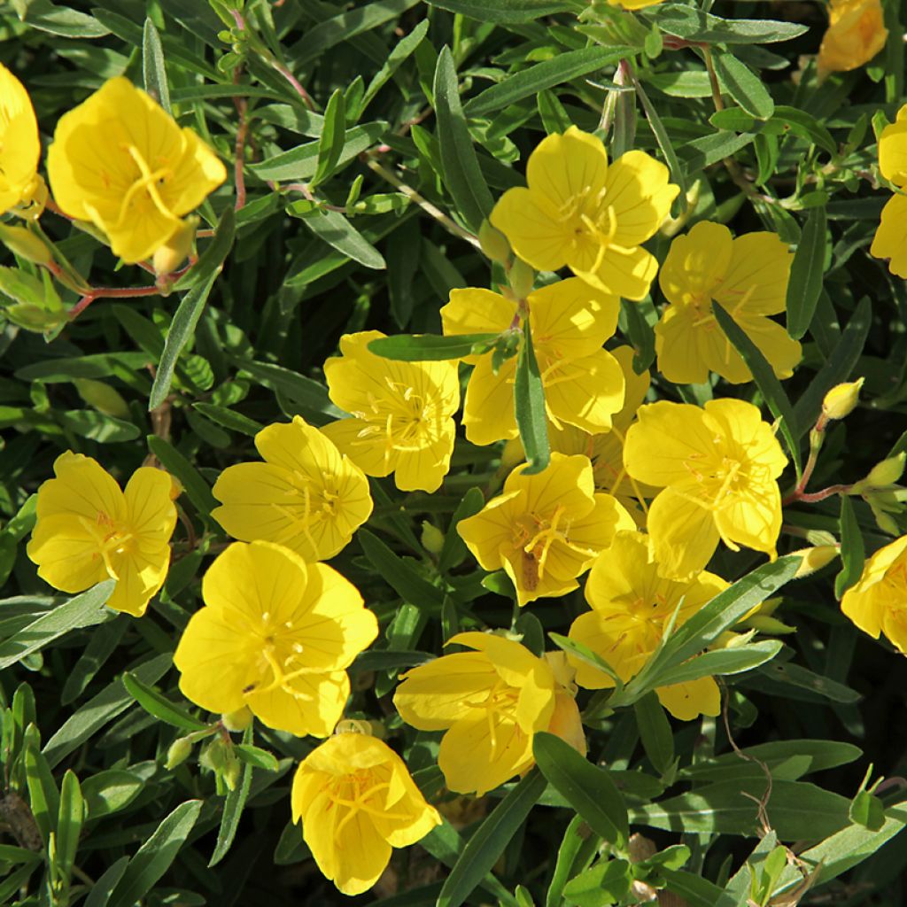 Oenothera fruticosa Sonnenwende - Stauden-Nachtkerze