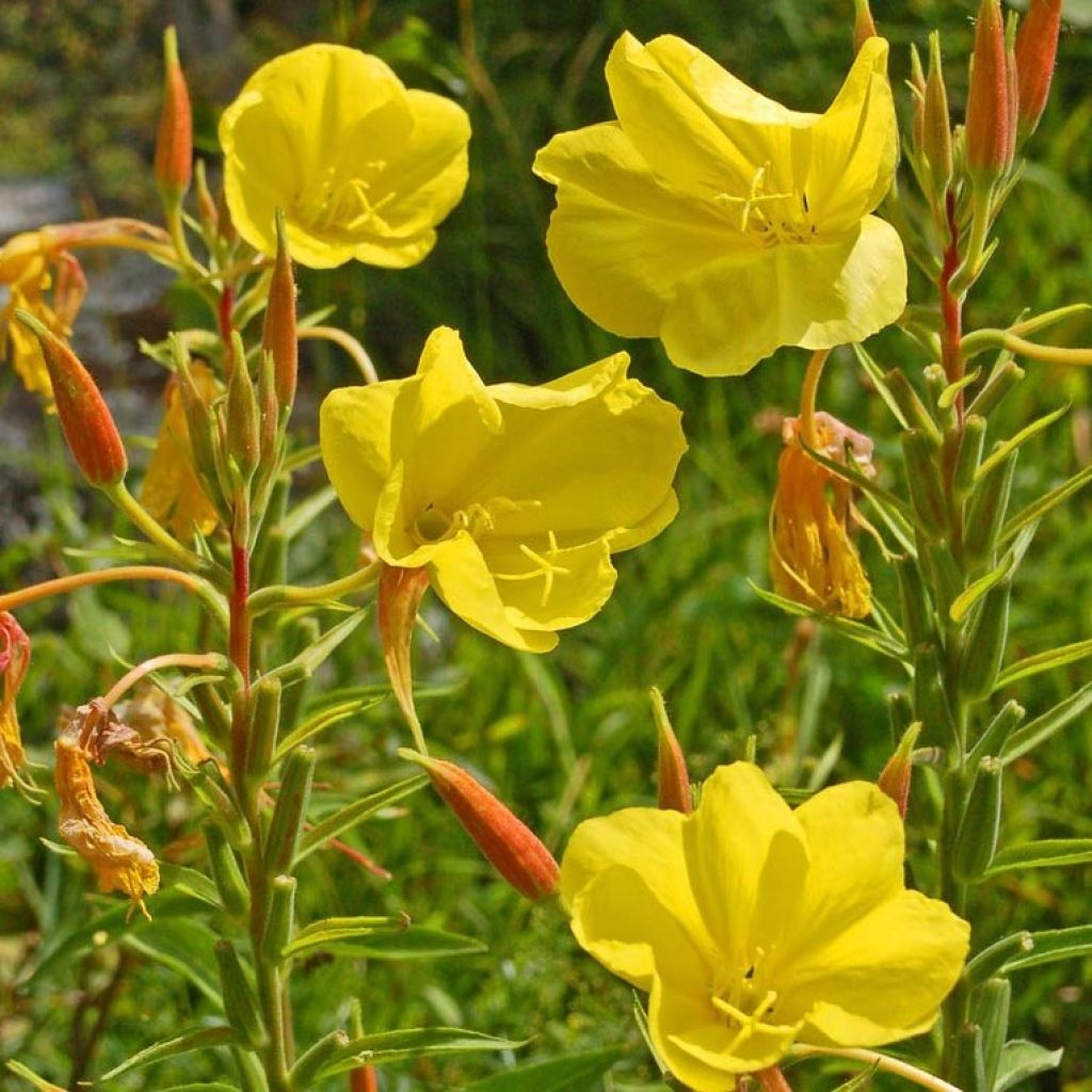 Oenothera glazioviana - Rotkelchige Nachtkerze