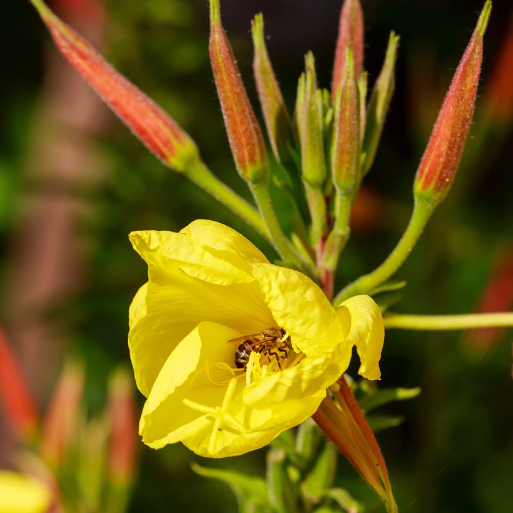 Oenothera glazioviana - Rotkelchige Nachtkerze