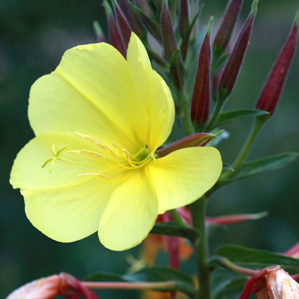 Oenothera glazioviana - Rotkelchige Nachtkerze