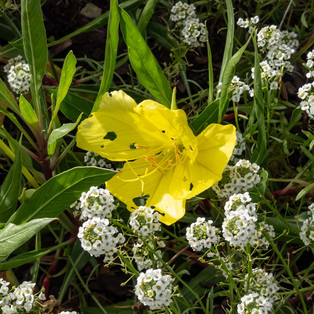 Oenothera missouriensis - Missouri-Nachtkerze