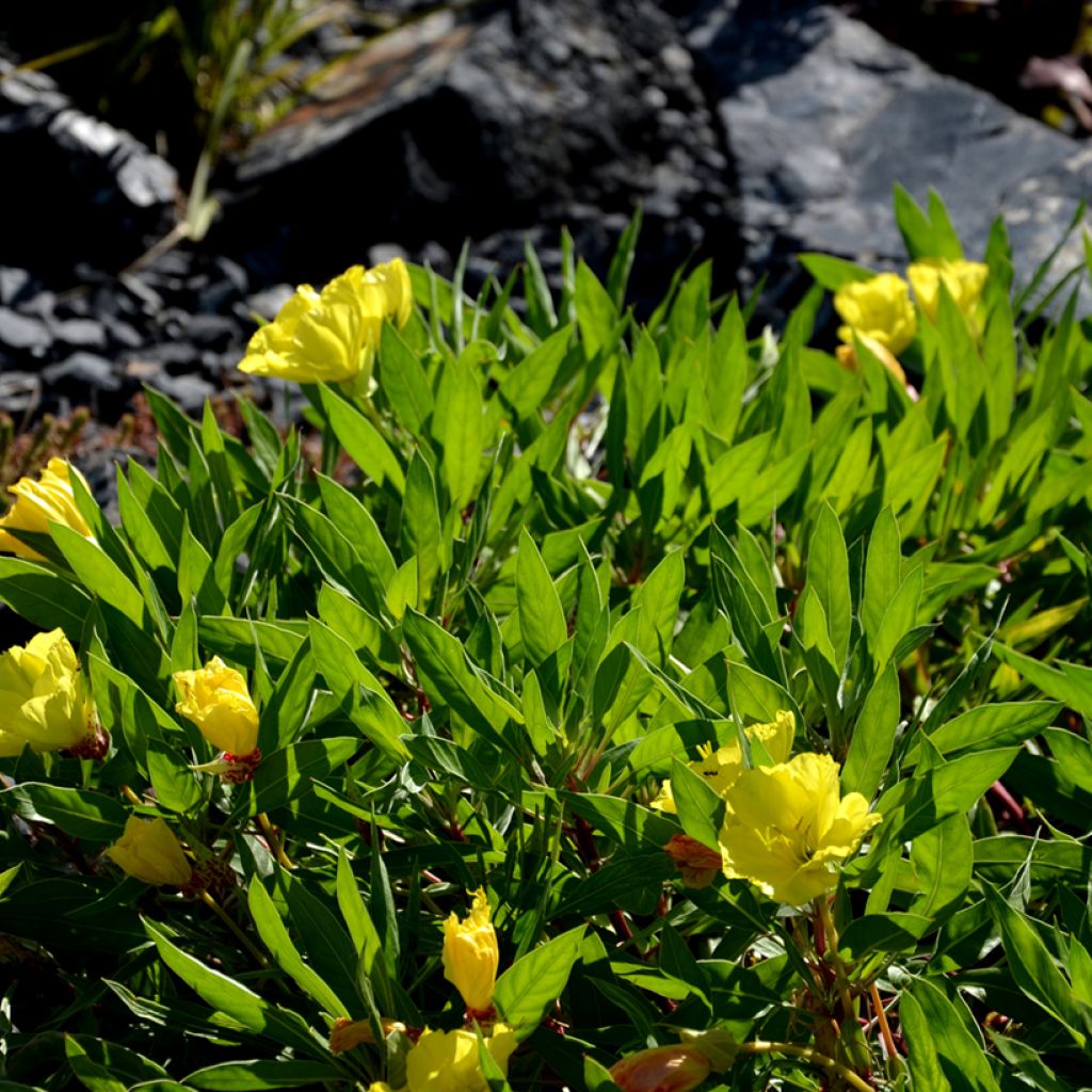 Oenothera missouriensis - Missouri-Nachtkerze