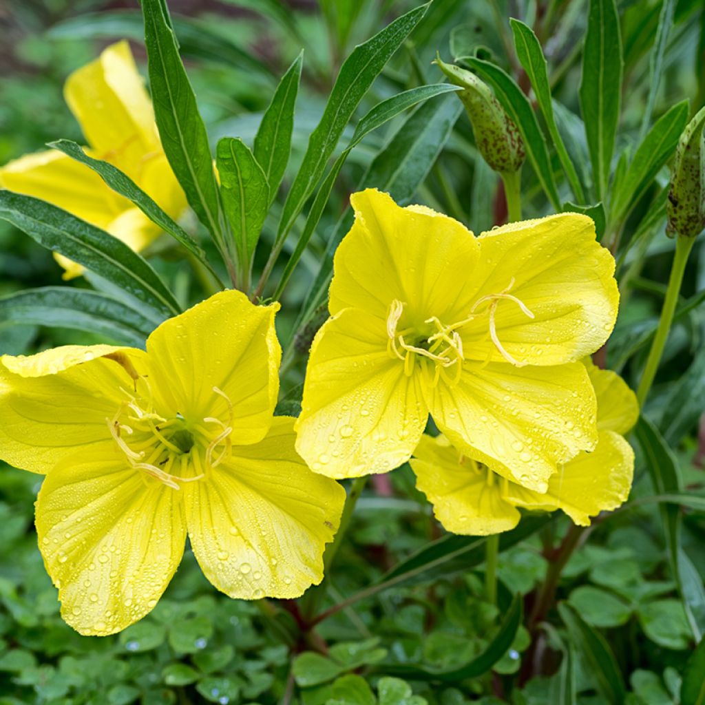 Oenothera missouriensis - Missouri-Nachtkerze