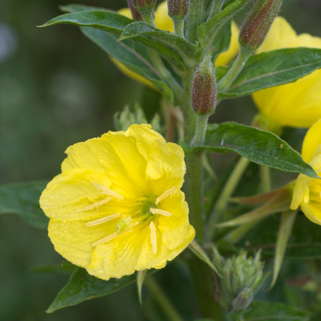 Oenothera missouriensis - Missouri-Nachtkerze