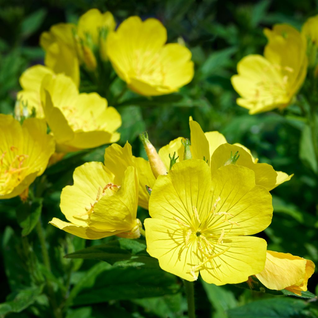 Oenothera missouriensis - Missouri-Nachtkerze