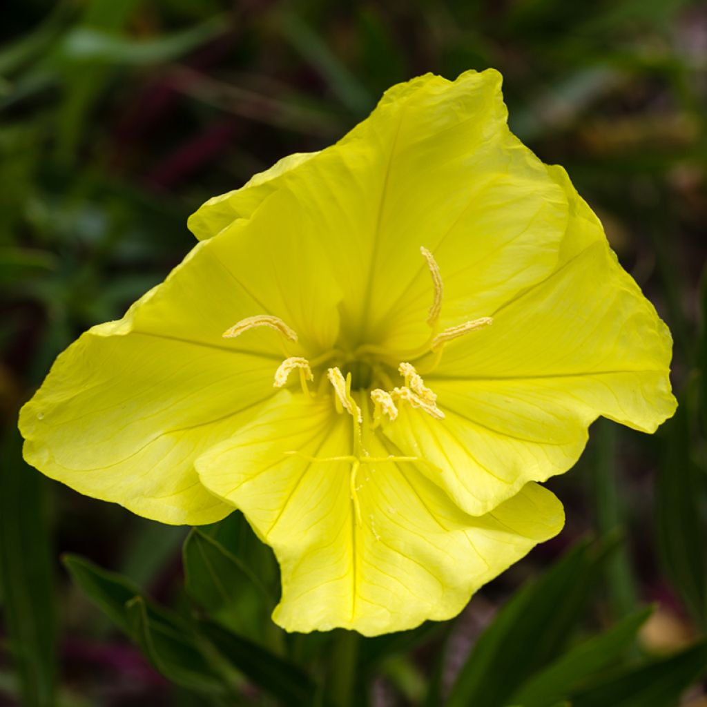 Oenothera missouriensis - Missouri-Nachtkerze