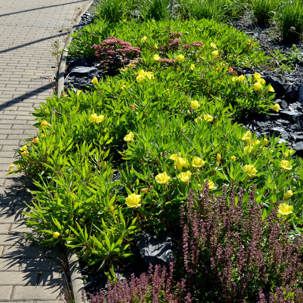 Oenothera missouriensis - Missouri-Nachtkerze