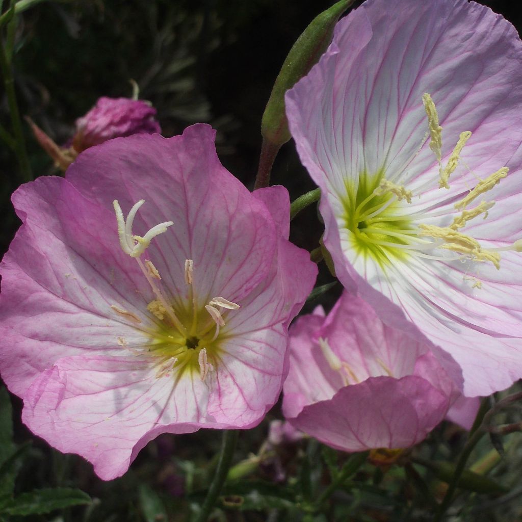 Oenothera speciosa - Weiße Nachtkerze