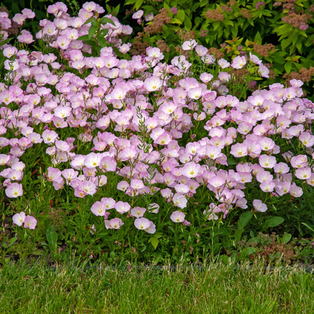 Oenothera speciosa - Weiße Nachtkerze