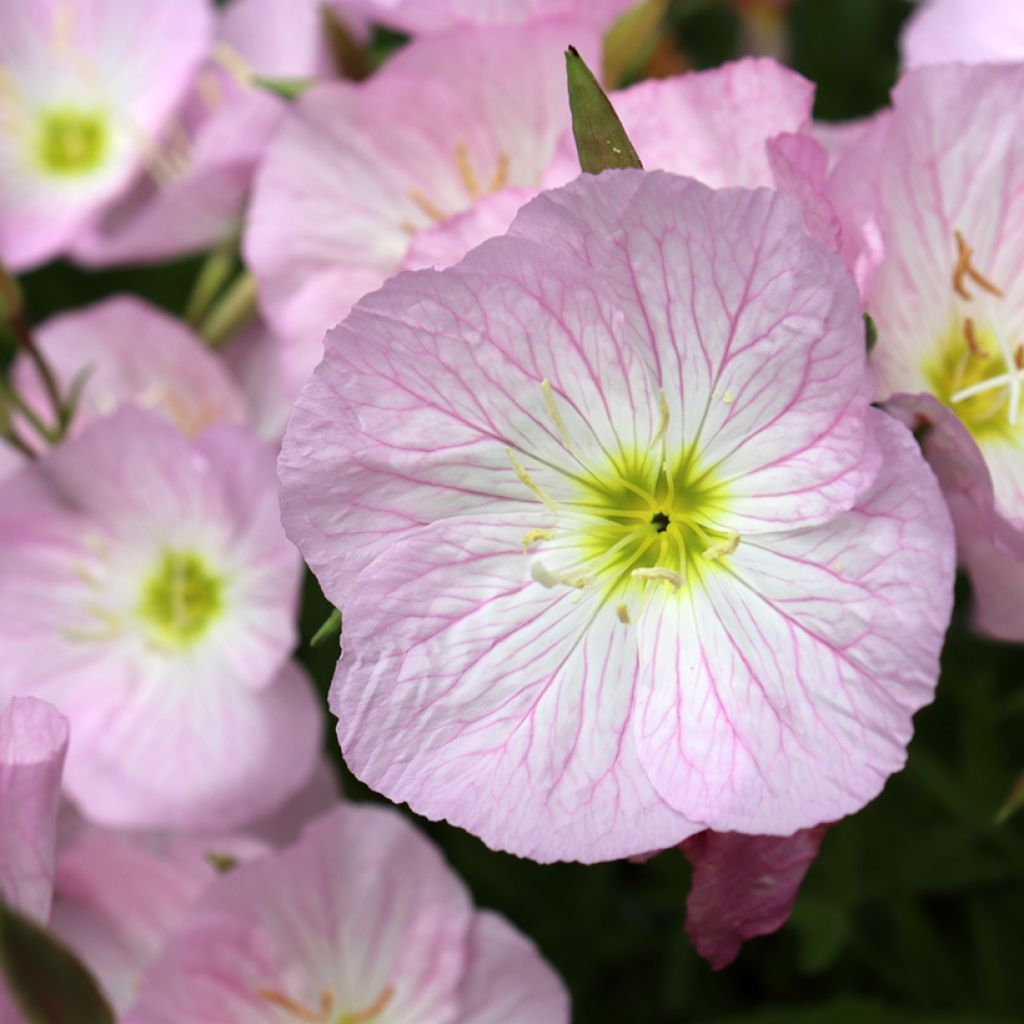 Oenothera speciosa Siskiyou - Weiße Nachtkerze